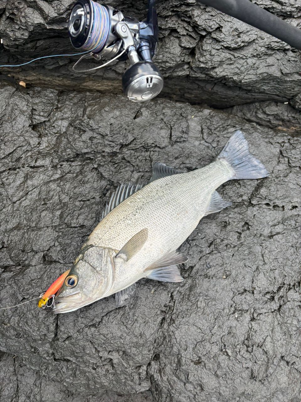 Ripple Fisher モンスターインパクト 101HHの最安値・インプレ・釣果