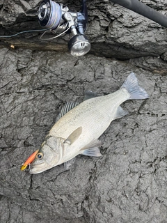 ヒラスズキの釣果