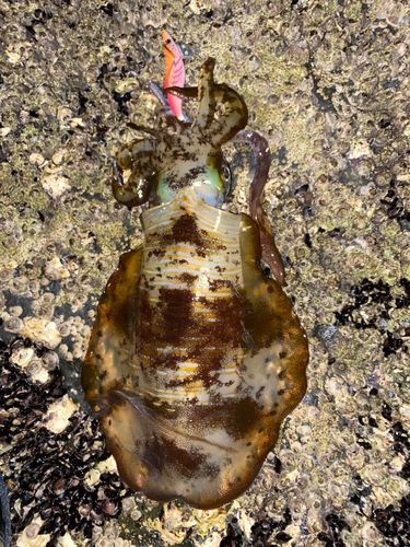 アオリイカの釣果