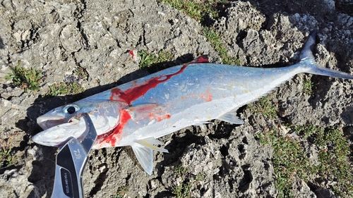 イケカツオの釣果