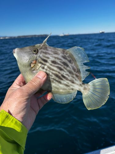 カワハギの釣果