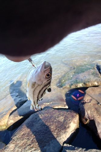 コトヒキの釣果
