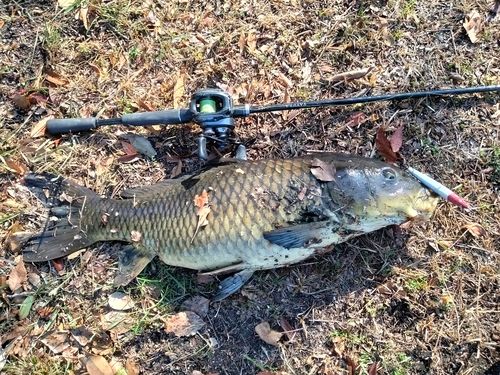 コイの釣果