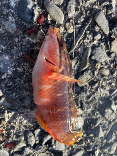 アカササノハベラの釣果