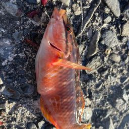 アカササノハベラ