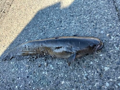 ナマズの釣果