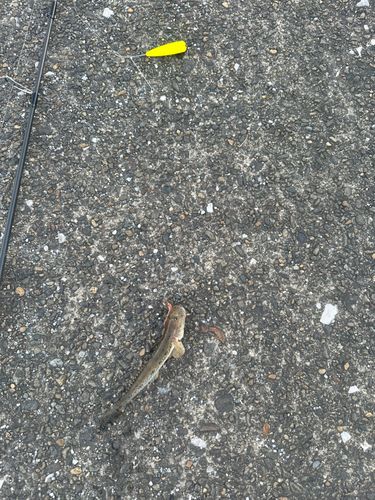 東京湾（アクアライン以北）