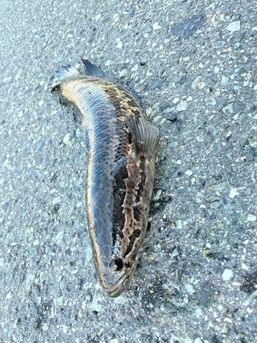 ライギョの釣果