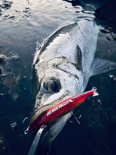 ヒラスズキの釣果