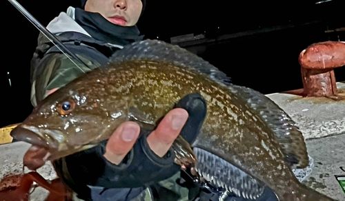 アイナメの釣果