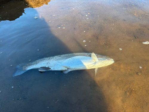 ニジマスの釣果