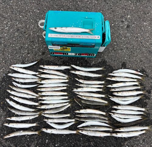 カマスの釣果