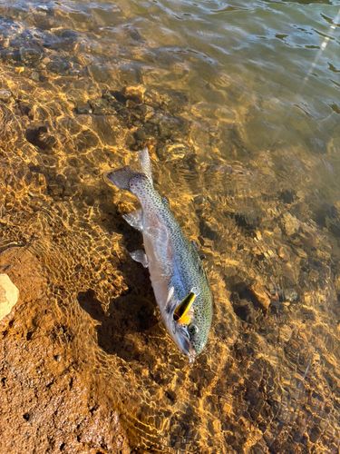 ニジマスの釣果