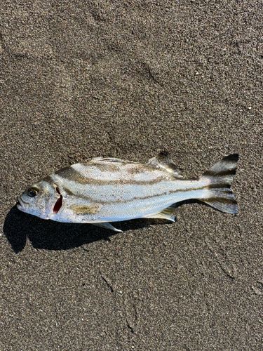 コトヒキの釣果