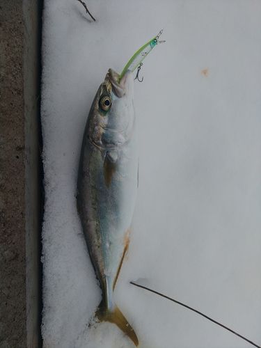 ツバイソの釣果