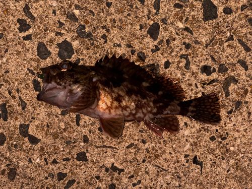 アラカブの釣果