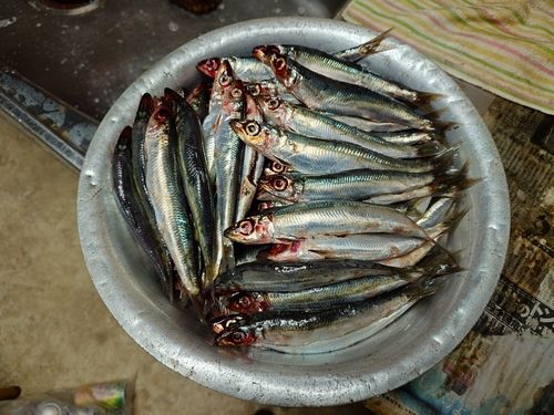 ウルメイワシの釣果
