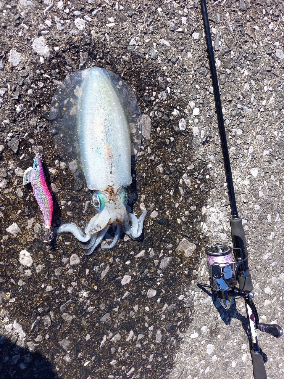 SHIMANO 23ヴァンキッシュ 2500Sの最安値・インプレ・釣果 | 本音の