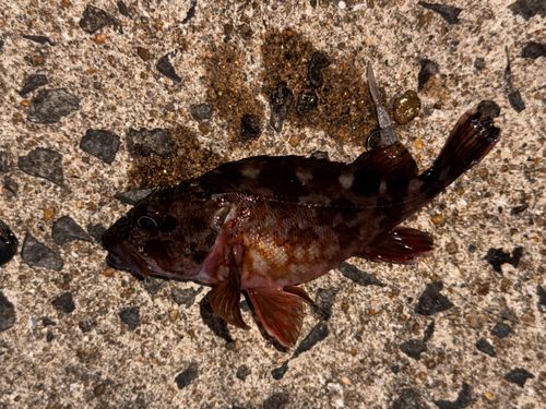 アラカブの釣果