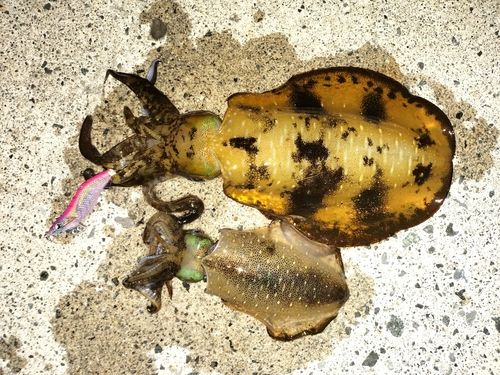 アオリイカの釣果