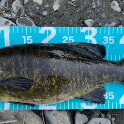 スモールマウスバス