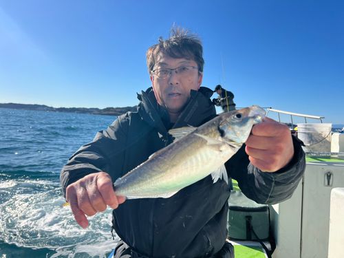 マアジの釣果