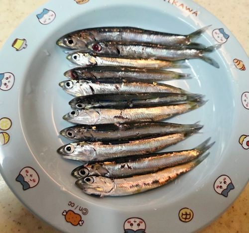 カタクチイワシの釣果