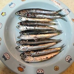 カタクチイワシ