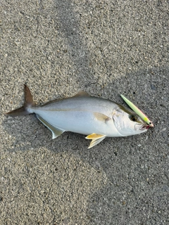ネリゴの釣果
