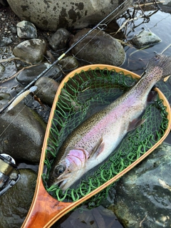 ニジマスの釣果