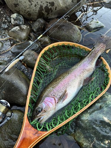 ニジマスの釣果