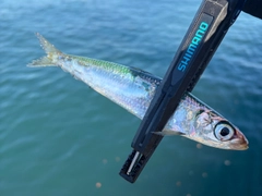 ウルメイワシの釣果