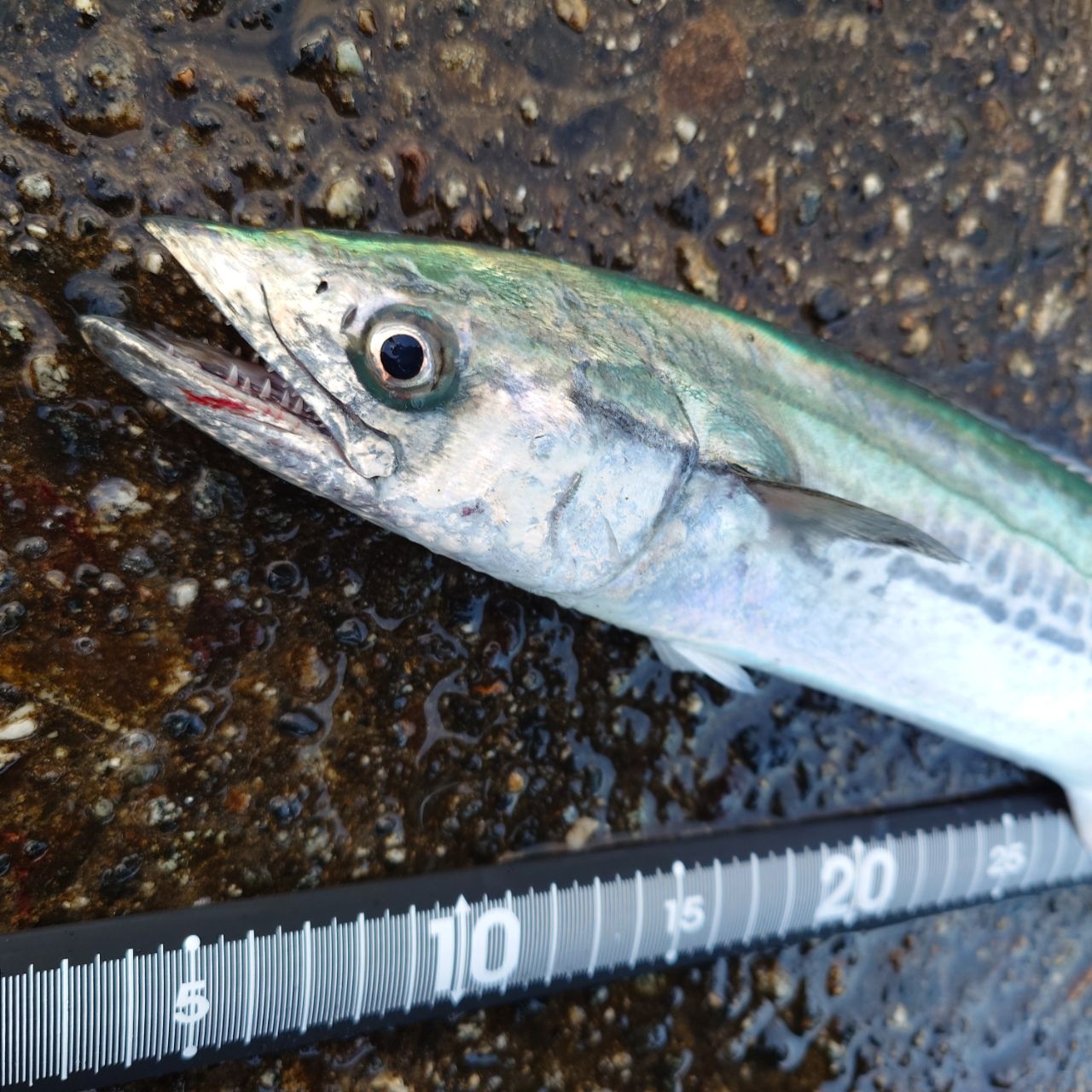 DAIWA 21ラブラックス AGS 100Mの最安値・インプレ・釣果 | 本音の