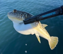 クサフグの釣果