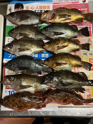 メバルの釣果