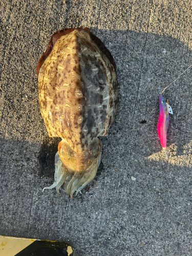 コウイカの釣果