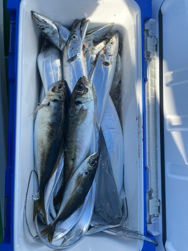 タチウオの釣果
