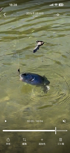 トラウトの釣果