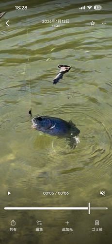 トラウトの釣果