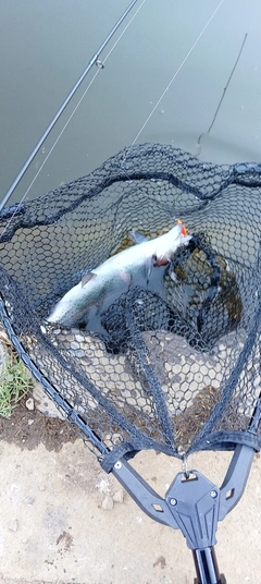 ニジマスの釣果