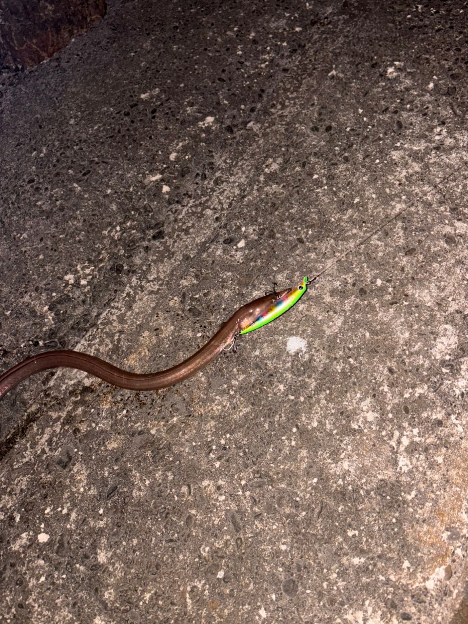 ダイナンウミヘビ