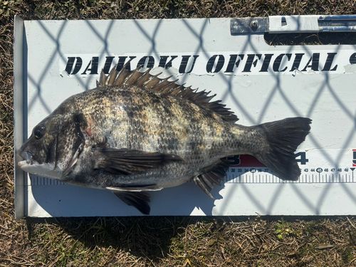 クロダイの釣果