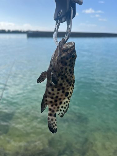 イシミーバイの釣果