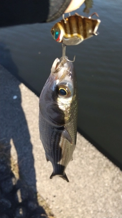 ボラの釣果