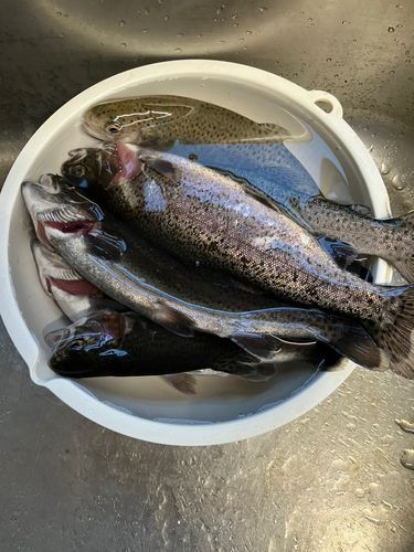 日進市総合運動公園プールフィッシング