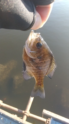 ブルーギルの釣果