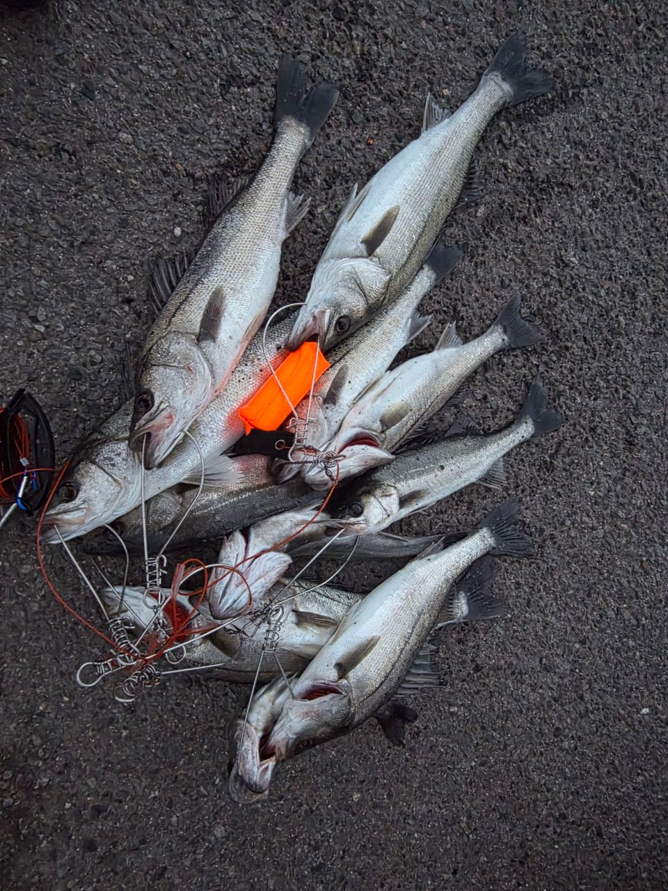 セイゴ（マルスズキ）