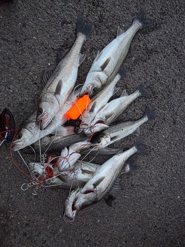 セイゴ（マルスズキ）の釣果