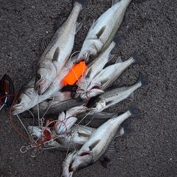 セイゴ（マルスズキ）