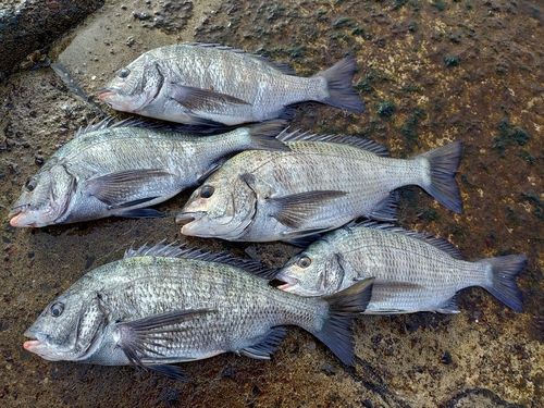 チヌの釣果